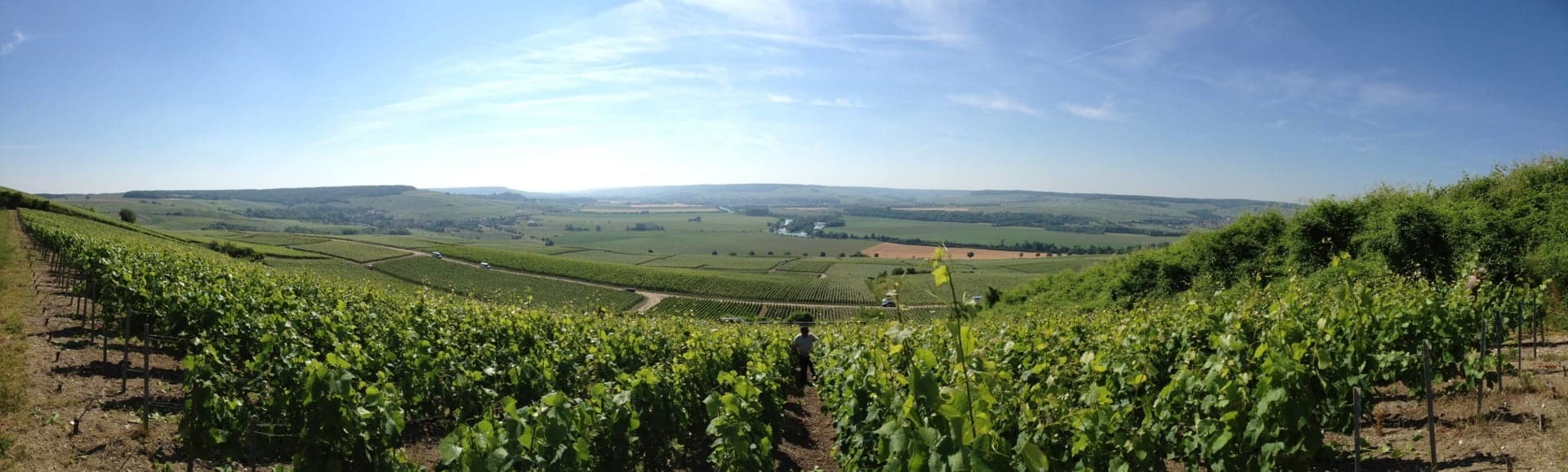 achtergrond wijngaard champagne