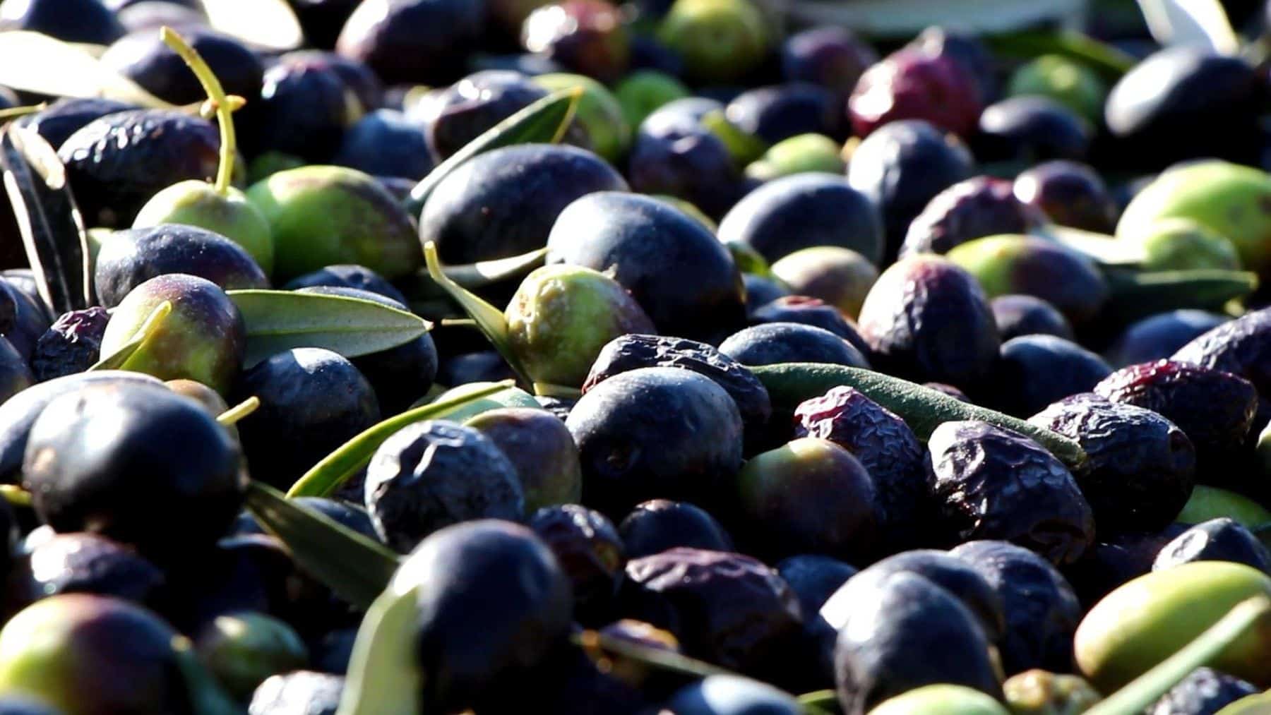 12314387_1117248031620062_4151518072116341737_o