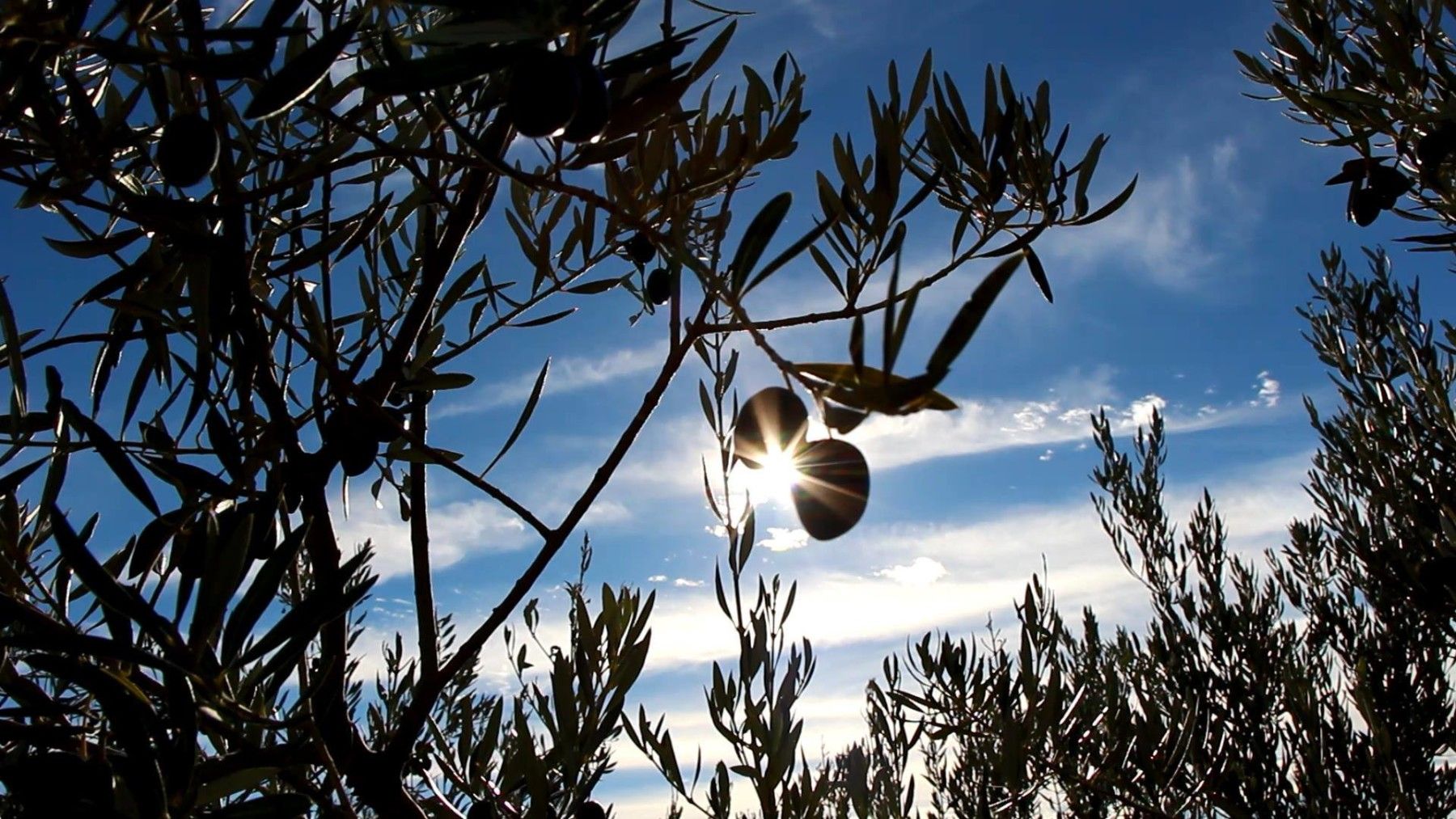 12357005_1117248038286728_7904842759633195930_o