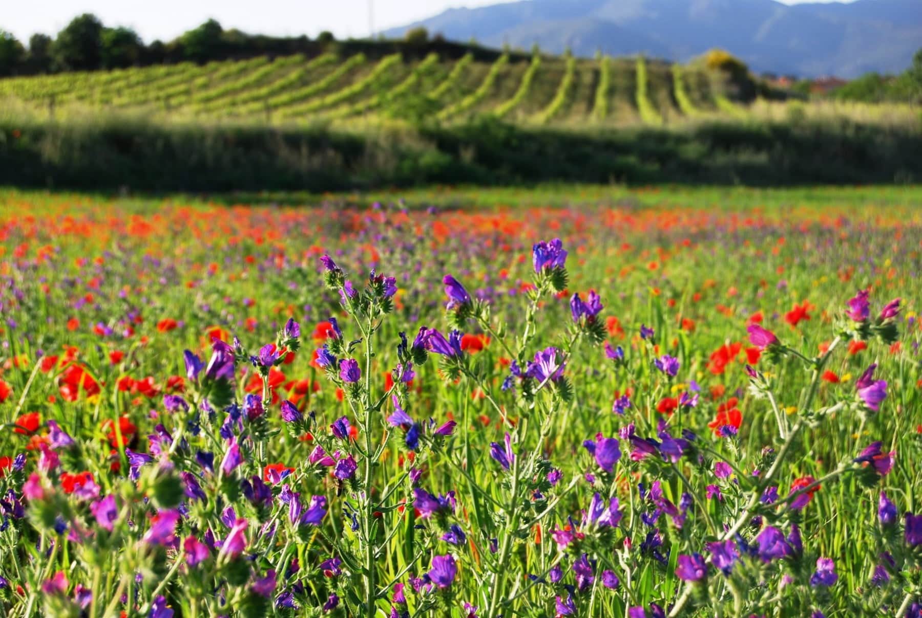 95917630_2981168018630751_5014313393968906240_o