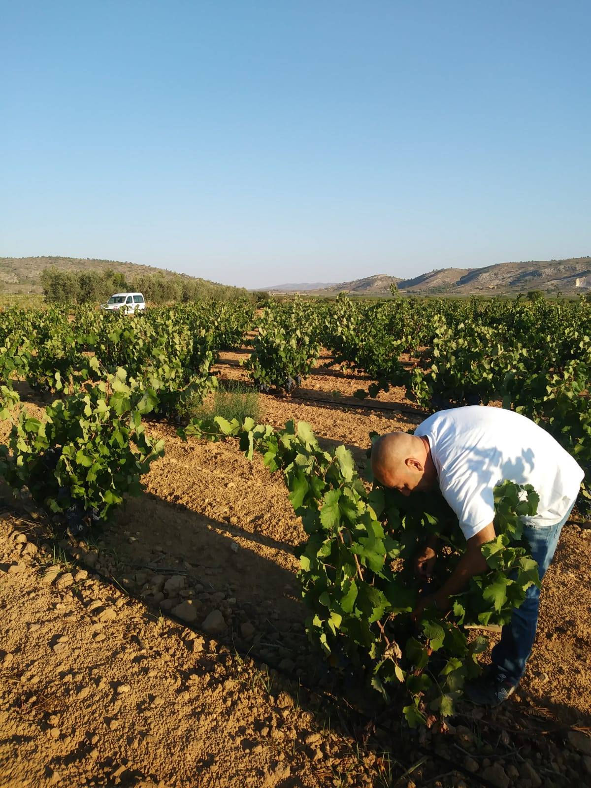werken in de wijngaard las virtudes