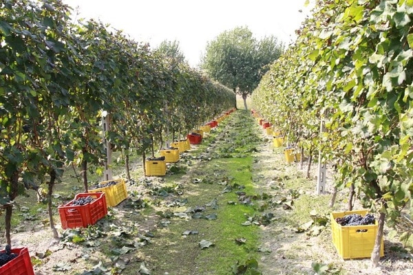 la-rifra-wijnhuis-desenzano-del-garda-6