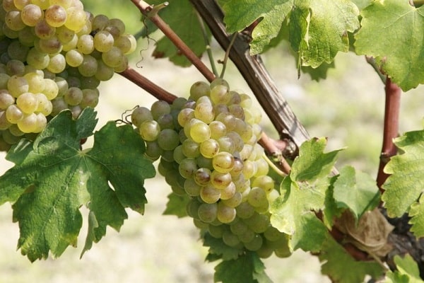 la-rifra-wijnhuis-desenzano-del-garda-9