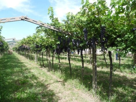 Crosarola Valpolicella classico Ripasso Amarone Sebastiano Righetti Wijndivas