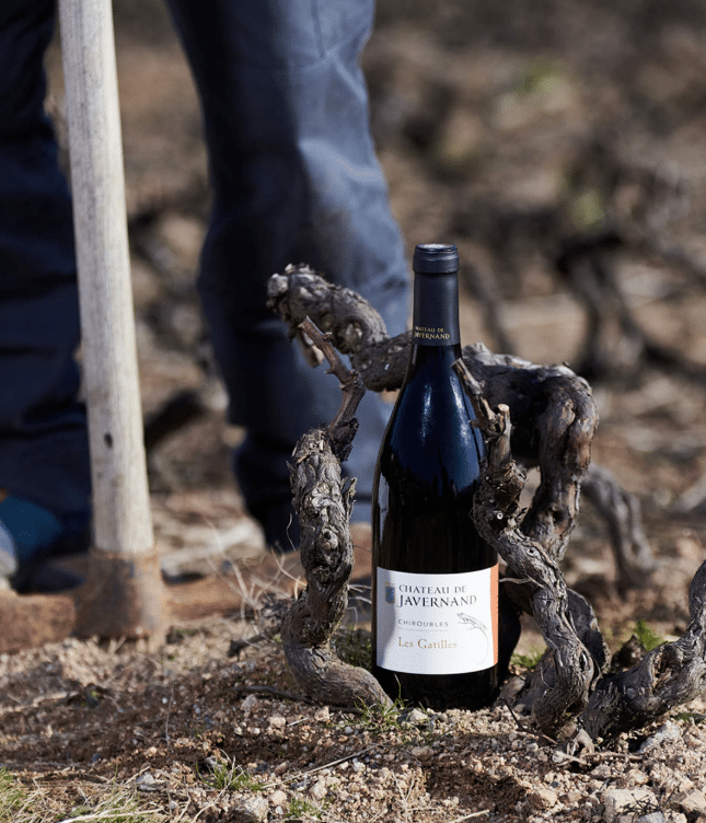 Les Gatilles met wijnstok Frankrijk Bourgogne Chiroubles Gamay Gatilles Wijndivas